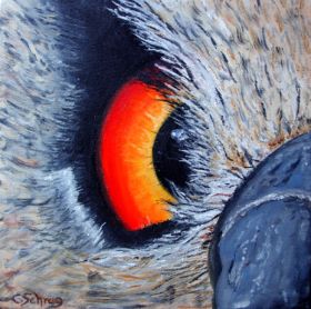 Auge von Eule.jpg