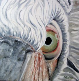 Auge von Pelikan.jpg
