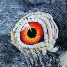 Auge von Taube.jpg