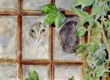Katze hinterm Fenster