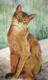 Katze